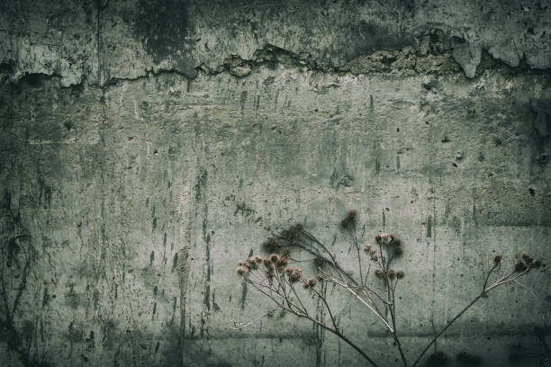 Gloomy grunge background. Dead burdock near the concrete wall. Forgotten and abandoned