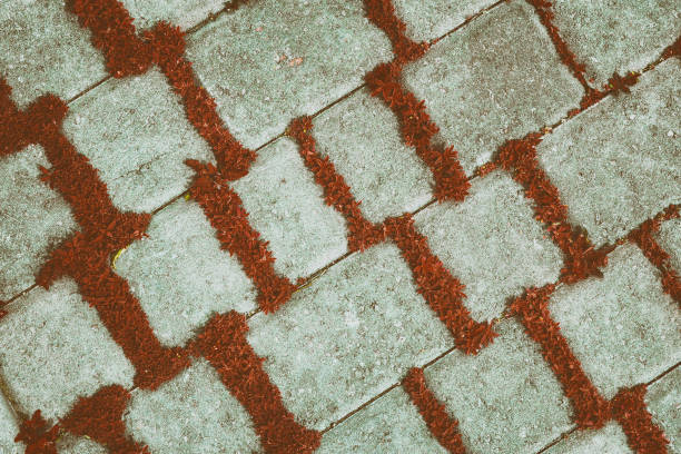 vintage fondo de baldosas hormigón diagonal con las plantas rojas - seam horizontal full frame outdoors fotografías e imágenes de stock