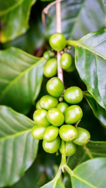istock Green arabica coffee bean in a garden. 978271378