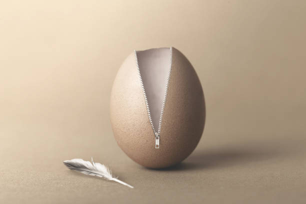 압축이 풀린된 초현실적인 계란 - eggs animal egg celebration feather 뉴스 사진 이미지