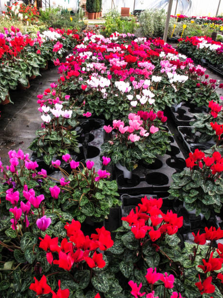 istock Greenhouse, nursery and chrysanthemums 978273972