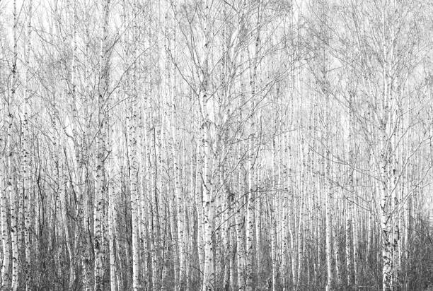 istock black-and-white photo with white birches with birch bark 978277674