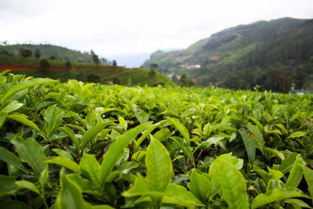Sri Lankan, Nuwara Eliya -  (Hill Country)