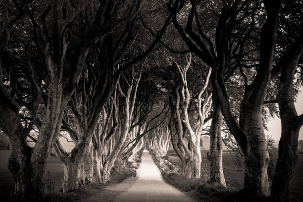 istock The Dark Hedges Northern Ireland 978292828