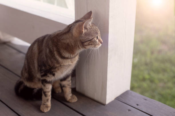istock Cat sitting on the porch 978295242