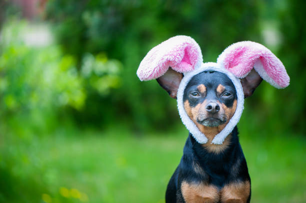 istock Dog with rabbit ears, theme of masquerade, Easter. Natural green background, space for text 978298556