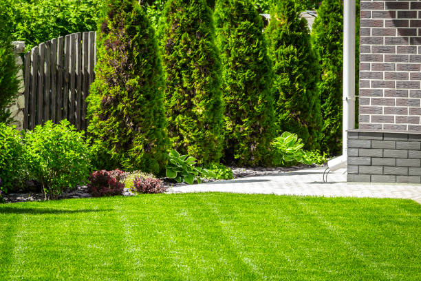 istock Beautiful lawn in the backyard 978305404