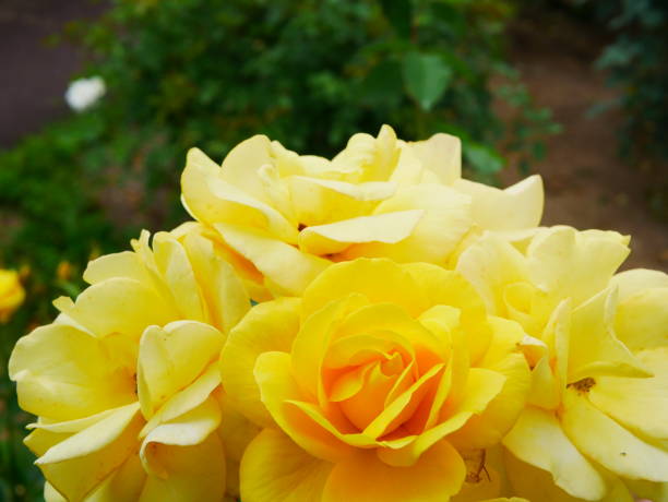 istock Rose garden on a sunny day 978308068