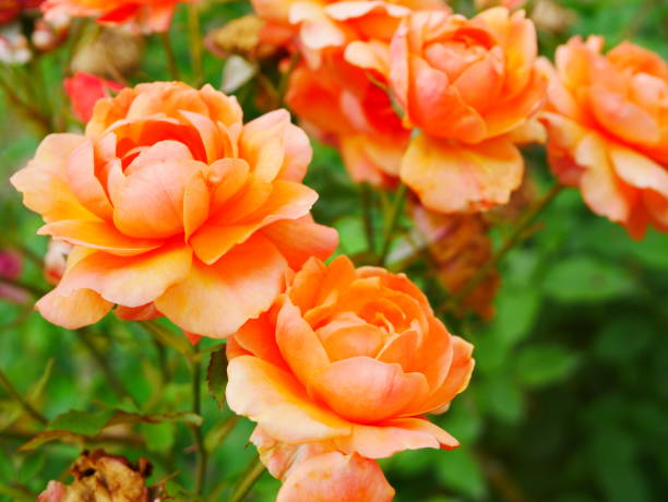 istock Rose garden on a sunny day 978308096