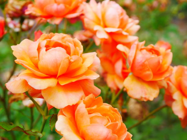 istock Rose garden on a sunny day 978308102