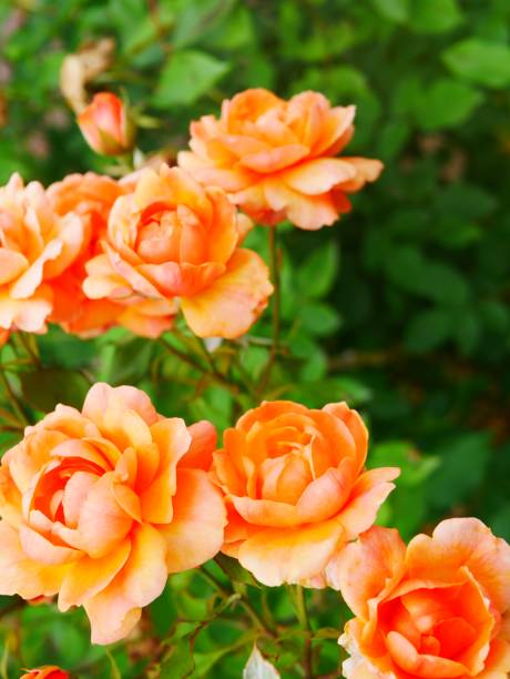 istock Rose garden on a sunny day 978308126
