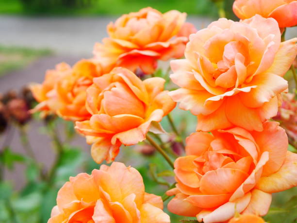 istock Rose garden on a sunny day 978308138