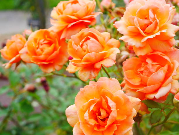 istock Rose garden on a sunny day 978308168