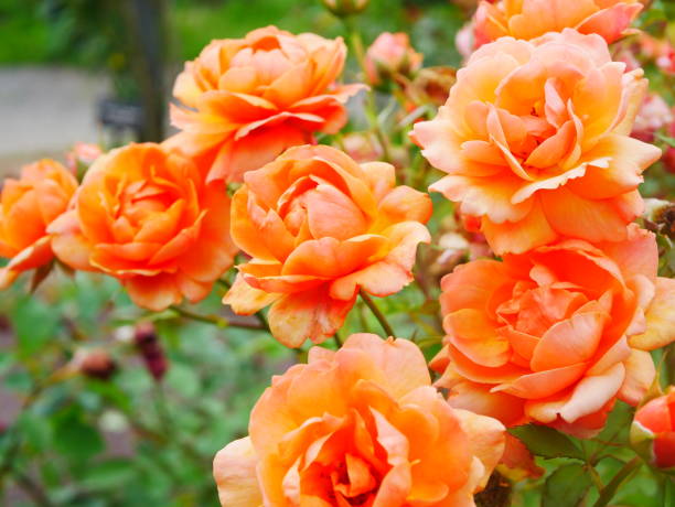 istock Rose garden on a sunny day 978308174