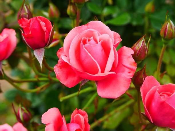 istock Rose garden on a sunny day 978308260