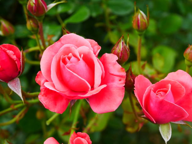 istock Rose garden on a sunny day 978308262