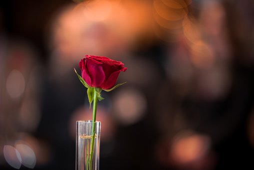 A single red rose in a glass against a dark background that is lit up by bokeh of warm lights