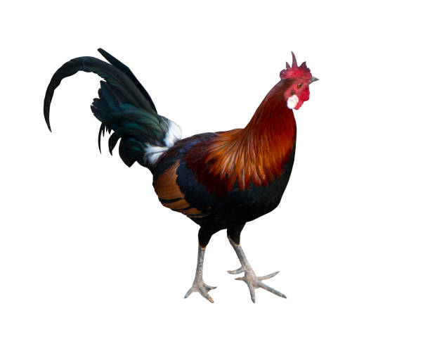 istock Asian hen isolated. Brown and black hens are walking on white ground. Chicken has red crest. 978314994