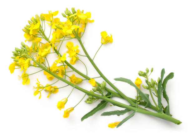 istock Rapeseed Flowers Isolated on White Background 978318398