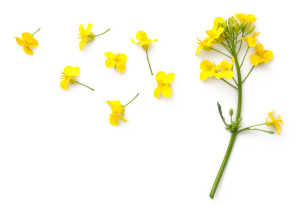 flores de colza aislados sobre fondo blanco - mustard flower fotografías e imágenes de stock