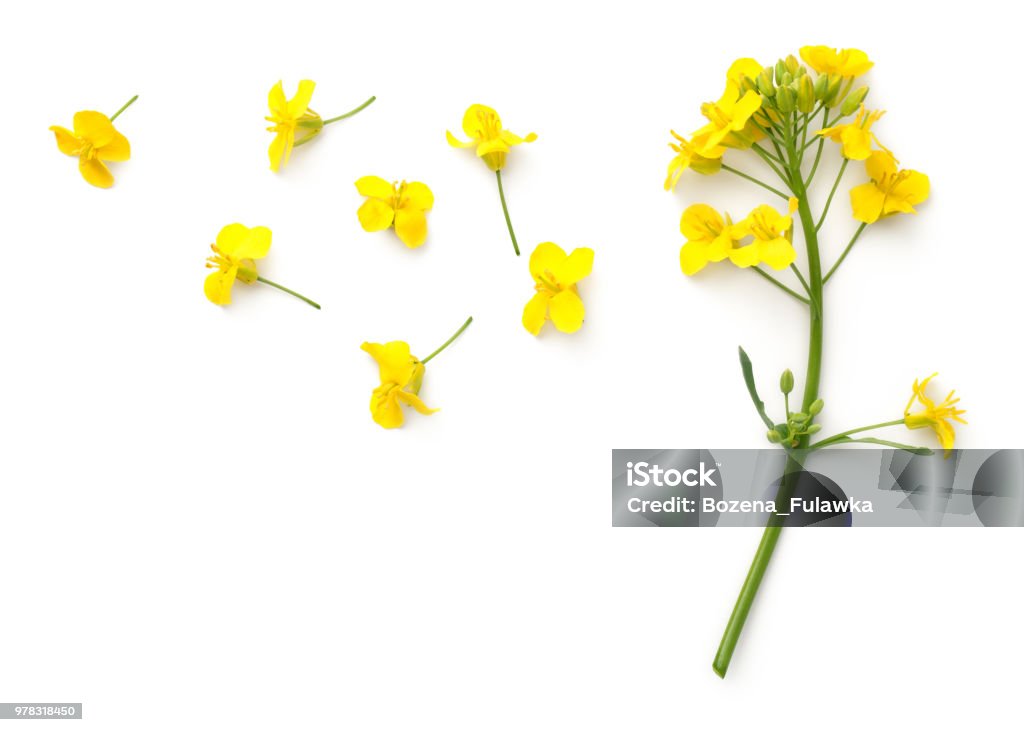 Rapeseed Flowers Isolated on White Background Rapeseed blossom isolated on white background. Brassica napus flowers. Top view Flower Stock Photo