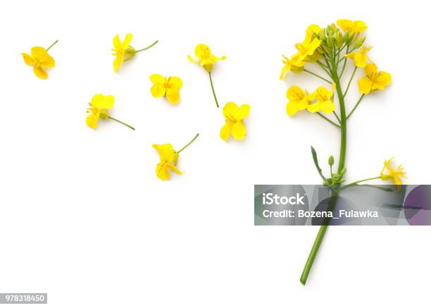 Rapeseed Flowers Isolated On White Background Stock Photo - Download Image Now - Flower, Cut Out, Oilseed Rape