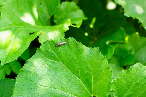 A large green leaf butterbur (Petasites officinalis) growing in the forest, a ray of light falls on it.