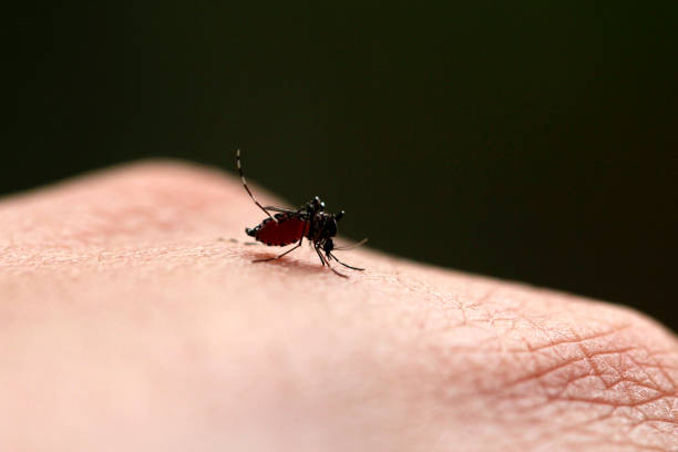 istock Close up a Mosquito sucking human blood 978321468