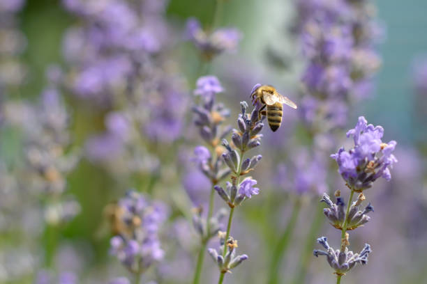 istock The bee pollinates the lavender flowers. Plant decay with insects. 978323966