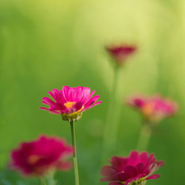 Close up of pink geranium in garden
