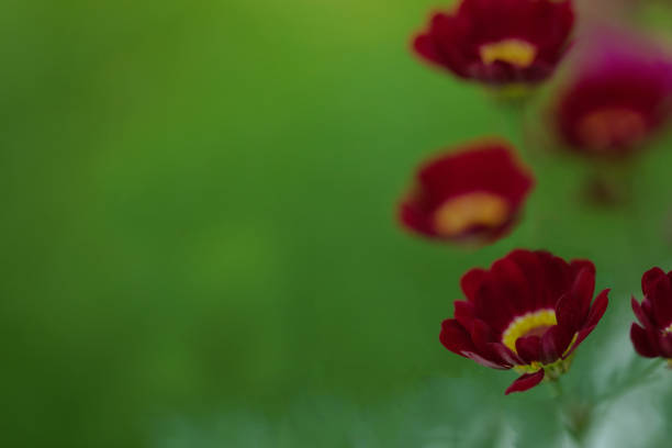 Summer colorful daisy flowers on green meadow. Selective focus.