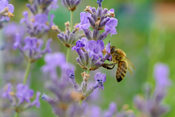 istock The bee pollinates the lavender flowers. Plant decay with insects. 978324242