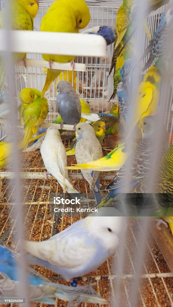 Many budgerigars in cage on a market in spain Animal Stock Photo