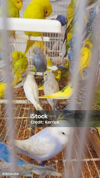 Many Budgerigars In Cage On A Market In Spain Stock Photo - Download Image Now - Animal, Animal Body Part, Animal Wing