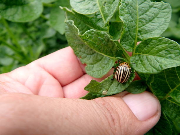Colorado potato beetle Colorado potato beetle (ten-striped spearman, potato bug, ten-lined potato beetle),(Leptinotarsa decemlineata), leaf beetle photos stock pictures, royalty-free photos & images