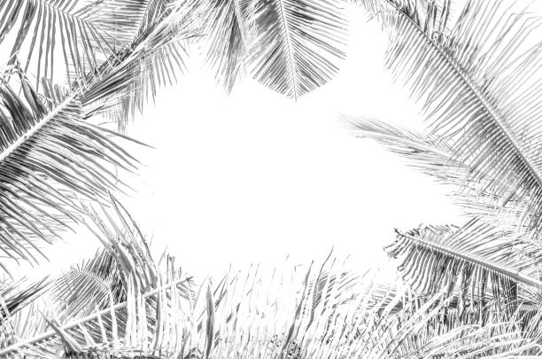istock Monochrome high key - white landscape - tropical palms in minimalism 978329156
