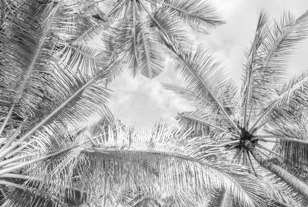 istock Monochrome high key - white landscape - tropical palms in minimalism 978329176