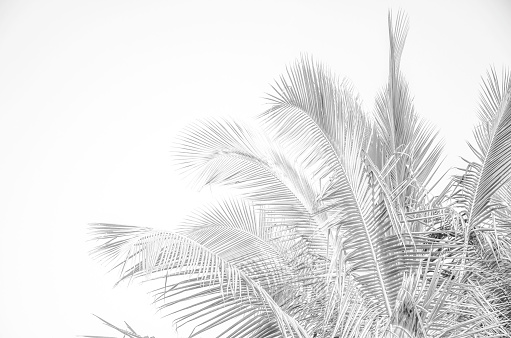 Monochrome high key - white landscape - tropical palms in minimalism