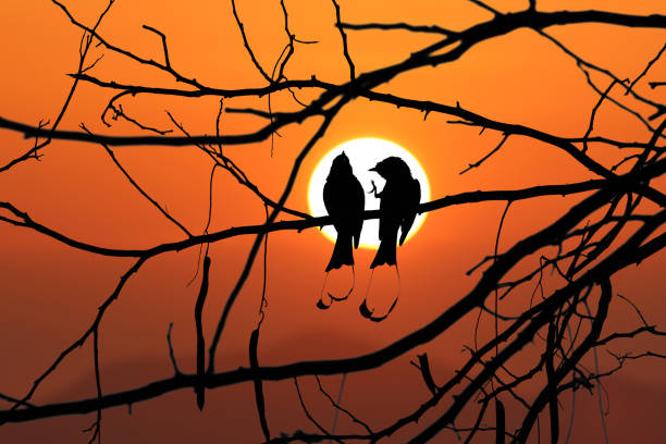 sagoma di uccelli su rami di un albero con sfondo tramonto cielo rosso - drongo foto e immagini stock