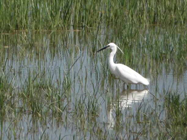 istock White Egret standing in the marshes 978336380