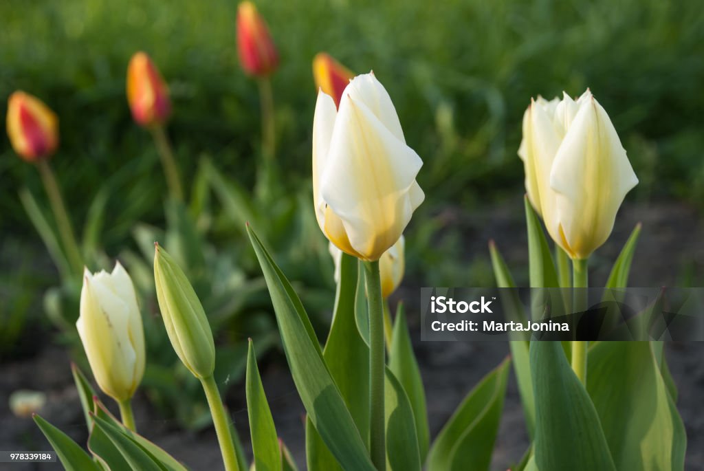 Tulipa fosteriana Purissima (Syn. Tulip White Emperor) Tulipa fosteriana Purissima (Syn. Tulip White Emperor) in garden. Latvia, Europe Emperor Stock Photo