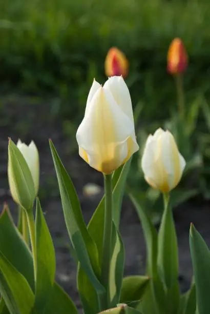 Tulipa fosteriana Purissima (Syn. Tulip White Emperor) in garden. Latvia, Europe