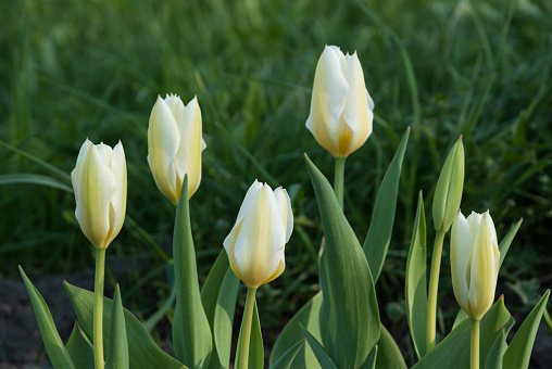 A row of blooming tulips in the park