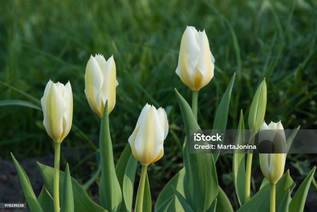 Tulipa fosteriana Purissima (Syn. Tulip White Emperor) Tulipa fosteriana Purissima (Syn. Tulip White Emperor) in garden. Latvia, Europe Tulip Stock Photo