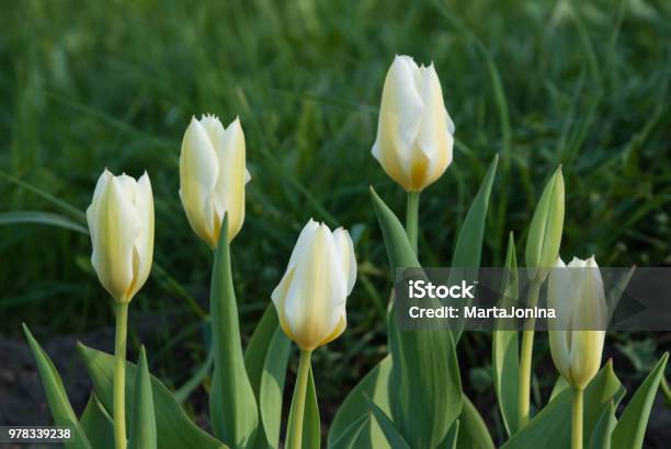 Tulipa Fosteriana Purissima Stock Photo - Download Image Now