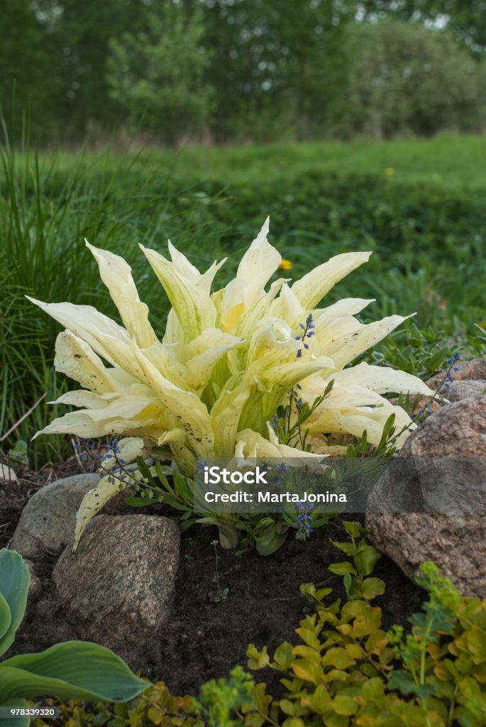 Hosta White Feather young plant Hosta White Feather young plant in the rock garden, spring time. Europe, Latvia. Abstract Stock Photo