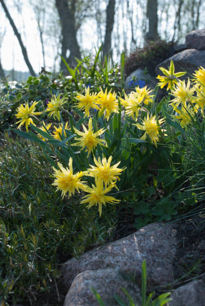 istock Daffodil Rip Van Winkle (narcissus) flowers and Festuca glauca (blue fescue) 978339342