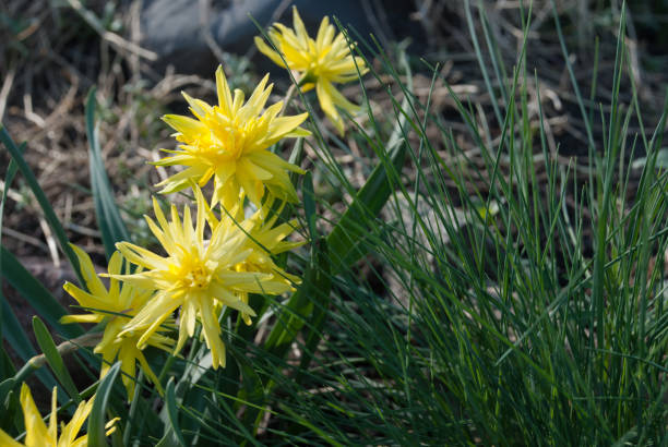 istock Daffodil Rip Van Winkle (narcissus) flowers and Festuca glauca (blue fescue) 978339358