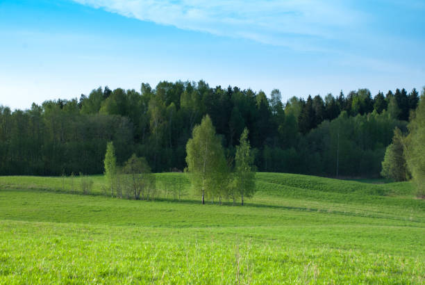 istock Clear spring sky, farmland field with birches 978339362