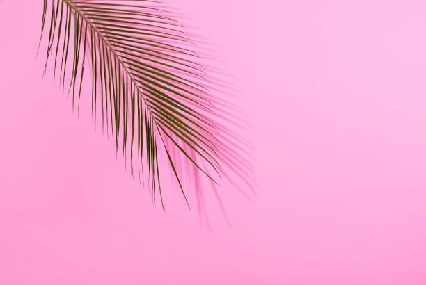 istock Palm leave on pastel pink background. Flat lay 978339726